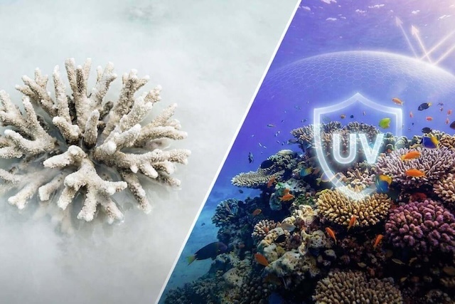 Cyjanobakterie w laboratorium UVera – naturalny filtr UV